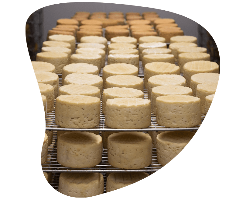 secteur-fromagerie